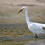 Snowy Egret #3