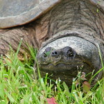Huge Common Snapping Turtle at Upper Tahquamenon Falls (Paradise, Michigan) - July 1, 2011