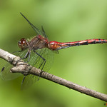Ruby Meadowhawk
