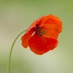 First Poppy