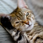 People that hate cats will come back as mice in their next life.