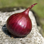 Red onion