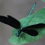 Ebony Jewelwing (Calopteryx maculata) Male