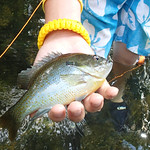 North Fork Shenandoah - Aug. 17