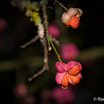 20161114-IMG_9587 Spindle Tree Fruit Croome Park Worcestershire.jpg