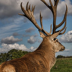 Deer RESCUE centre15