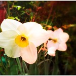 99/365: Happy Easter #iphoneography