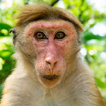 Mugshot of a breakfast thief