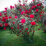 Wien, 1. Bezirk (distretto), Volksgarten (giardino del popolo, people's garden, jardin du peuple, jard&iacute;n de la gente), 1000 Rosen, K&ouml;nig Laurins Rosengarten