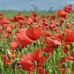 Dorset Poppies