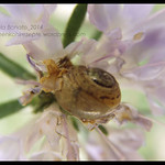 Small Creatures Interlude