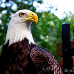Regal Eagle