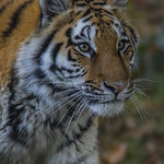 Amur tiger intent (explored)