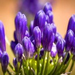 Agapanthus Purple Haze