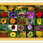 Walk looking for flowers