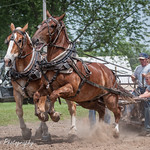 Belgian Draft Horse Pulling