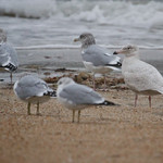 Glaucous Gull