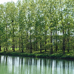 Green reflection
