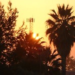 Buttonwillow palm
