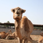 Camel farm 6