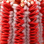 Scarlet Banksia (Banksia coccinea)