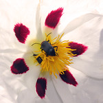 FLOR DE JARA PRINGOSA (Cistus ladanifer)