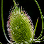 Teasel