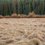 Yosemite Autumn