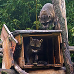 Our treehouse, our home