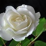 Ivory Rose