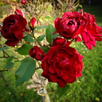 Wien, 3. Bezirk, Art of autumn roses of Vienna - Ghegastra&szlig;e/Kelsenstra&szlig;e/Arsenalstra&szlig;e (Arsenal)