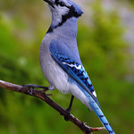 Blue Jay