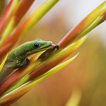Big Stick Cherry Pineapple Popsicle
