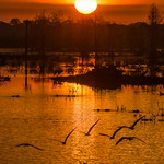 Wetlands Sunrise