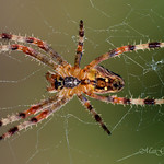 Gartenkreuzspinne wartet auf... - Garden Spider waiting for...