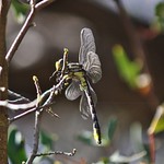 Phanogomphus graslinellus, Pronghorn Clubtail