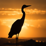 Great Blue Heron Silhouette