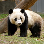 Bei Bei