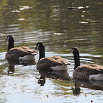 #geese aligned. #birds