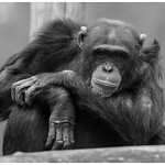 Don't chimp me B&W