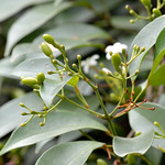 Hong Kong Jasmine 20131102 DSC_2809