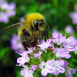 Hummel auf bl&uuml;hendem Thymian
