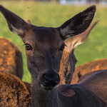 Deer RESCUE centre6