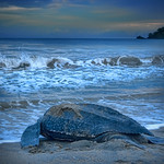 Leatherback Turtle at Dawn