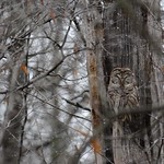 Indiana Weather Report