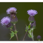 Chardon des champs - Cirsium arvense - Creeping Thistle DSC_3318 copy
