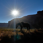 Indian Wild Horse - Monument Valley