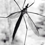 Crane fly.