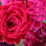 Fifty shades of pink