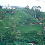 Mackwoods Labookellie Tea Centre